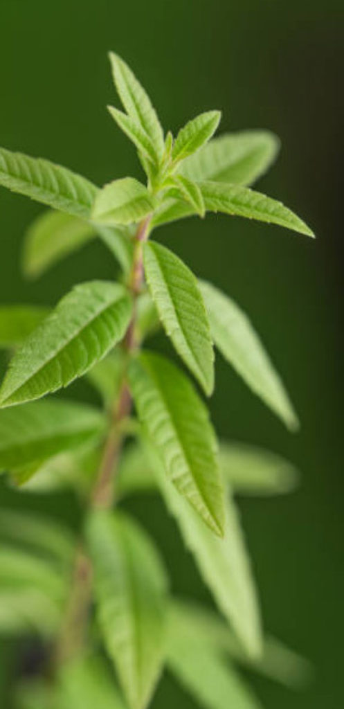 herbs from the island of Crete