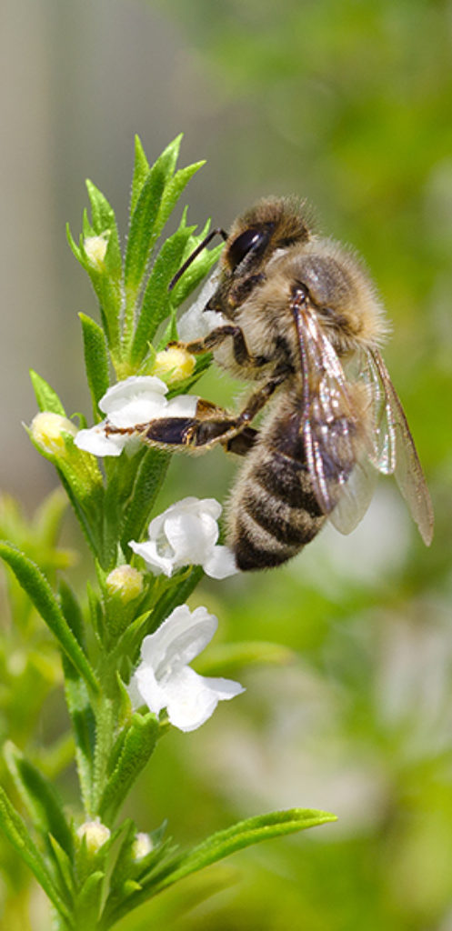 thyme and pine honey