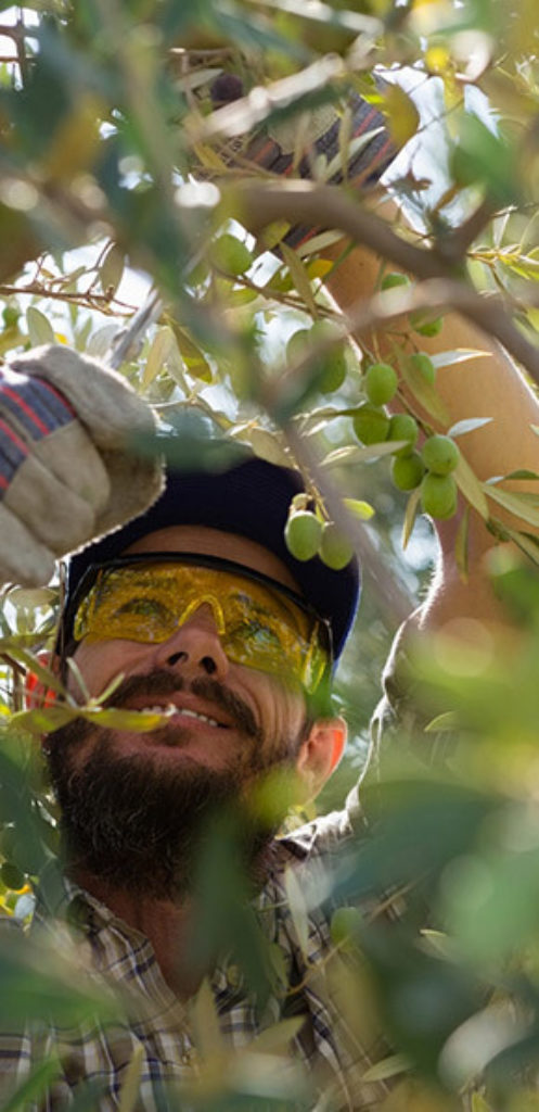 Olive Oil - PROCESS METHOD