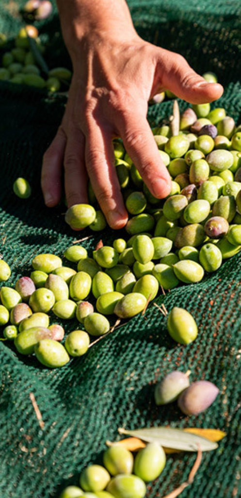 Olive Oil - PROCESS METHOD